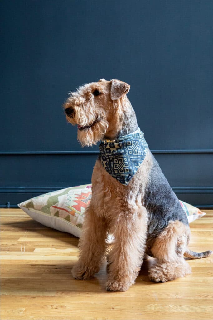 gluing airedale ears