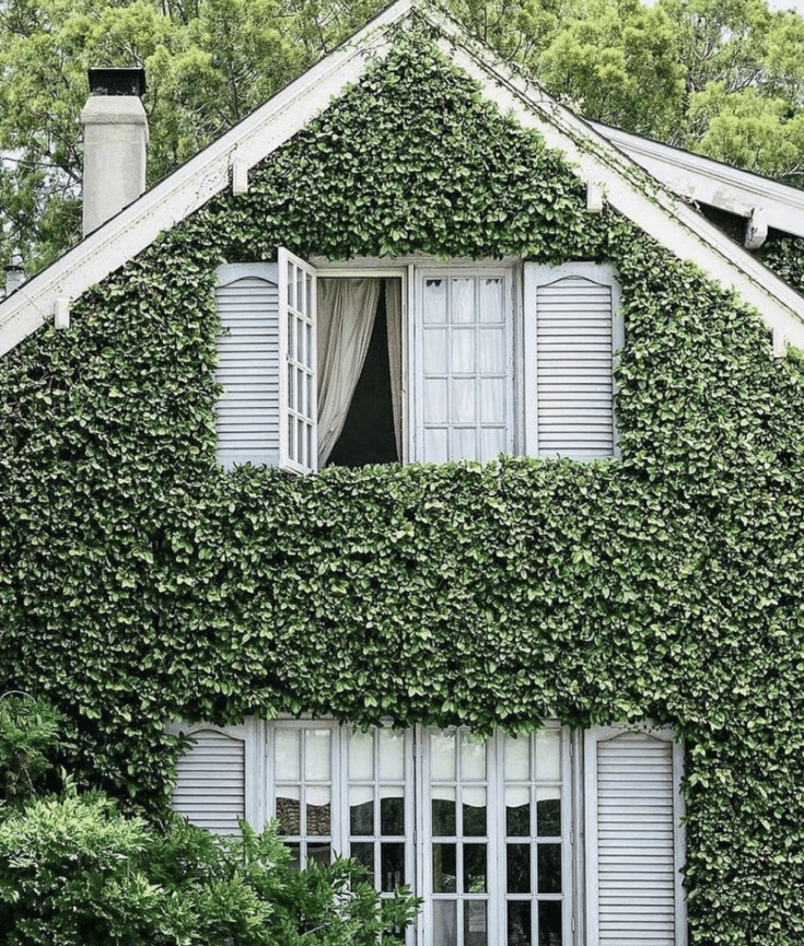 ivy covered house