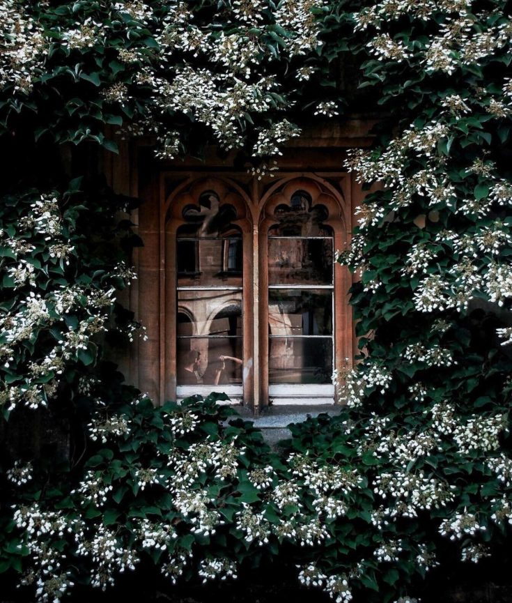 window with ivy
